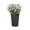 thumbnail image 4 of Expert Gardener 1.5PT Pink Dianthus Live Perennial Plant Sun, 4 of 9