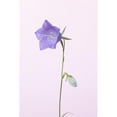 thumbnail image 3 of 1x Studio III 17x24 Black Modern Framed Museum Art Print Titled - Bluebell_pink background, 3 of 5