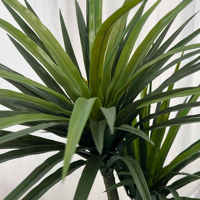 efeutute groß kaufen Epipremnum Aureum (Efeutute) (XL) kaufen? | Jaap