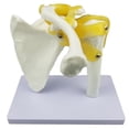 thumbnail image 2 of VONKY Shoulder Joint Human Anatomy Model with Tools Ligaments Functional Style A 1Set, 2 of 6