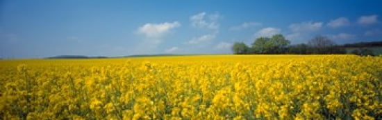 Oilseed Rape (brass