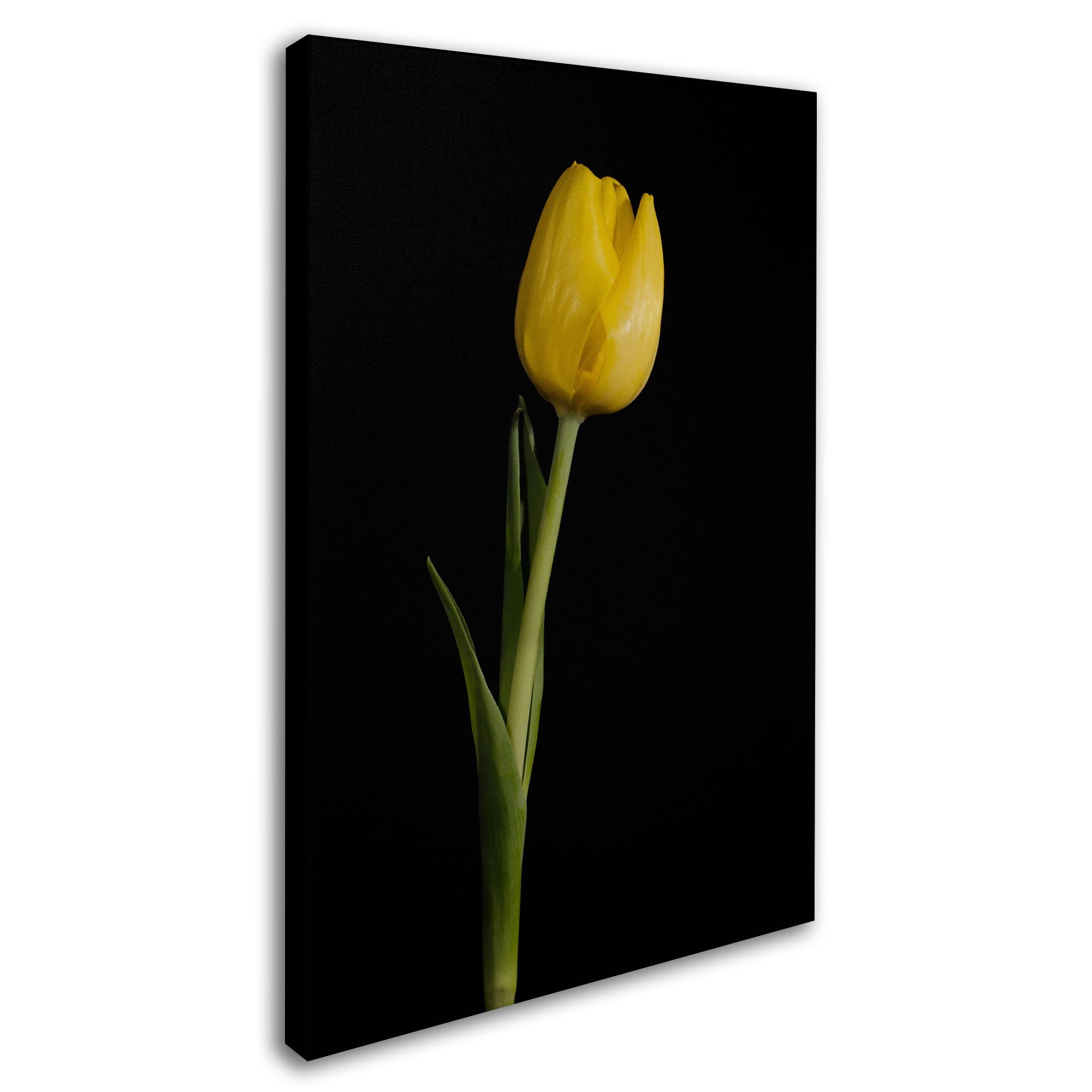 Trademark Fine Art 'Yellow Tulip Black Background 5' Canvas Art by PIPA Fine Art