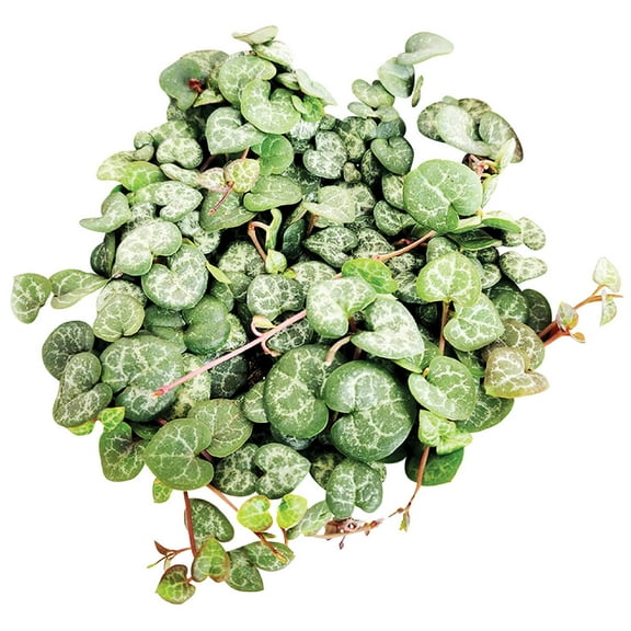 String of Heart - Ceropegia Woodii Trailing Succulent (2" Grower Pot) - Live Healthy Trailing Succulent - String of Heart Succulent