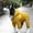 Yellow Size S D5, variant on TOUMENY Waterproof Reflective Dog Raincoat, Hooded Pet Jacket for Rainy Day Safety, Lightweight Easy-Clean Outdoor Gear