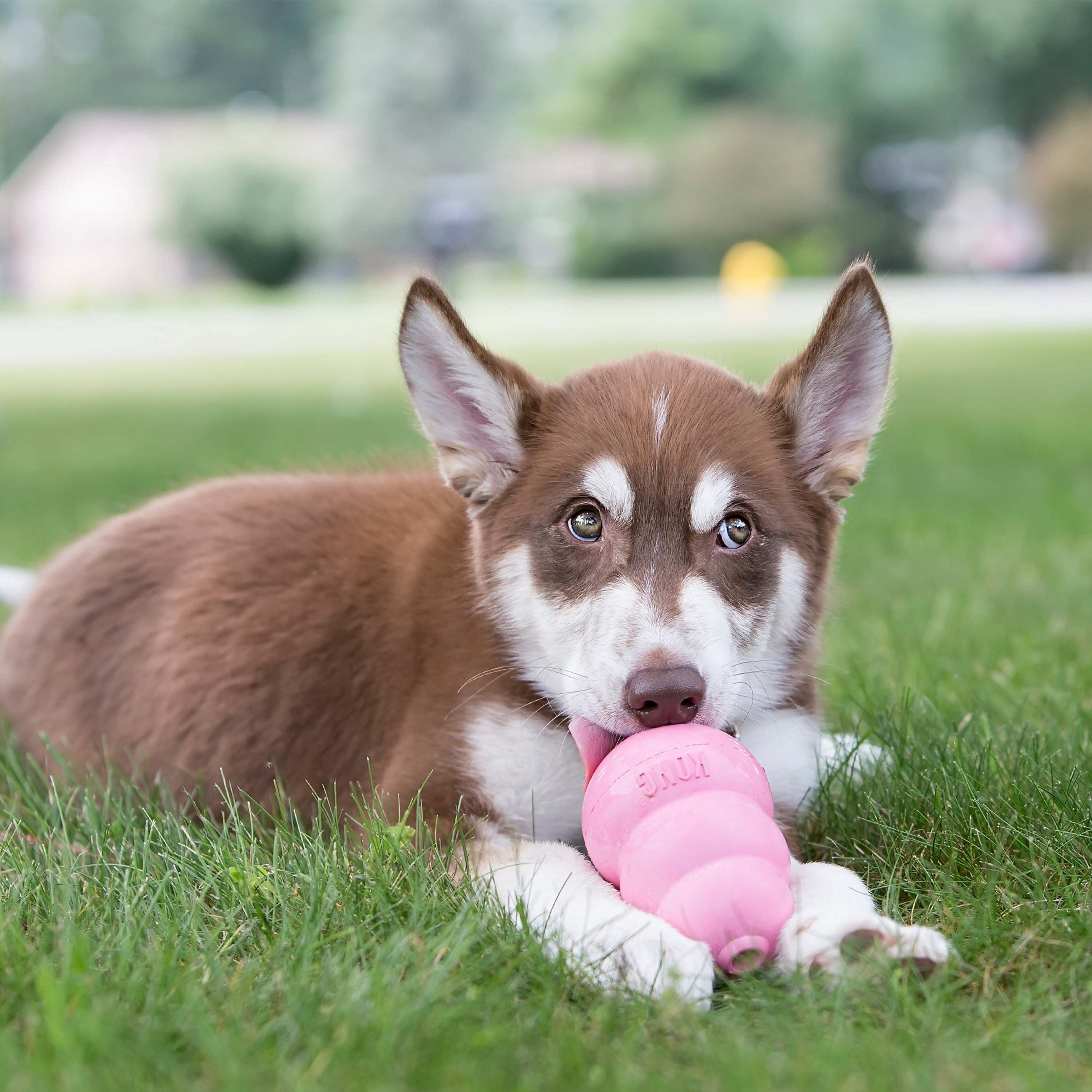 KONG® Classic Rubber Puppy Dog Toy for Beginner Chewers, Pink, Extra Small for Dogs up to 5 lbs