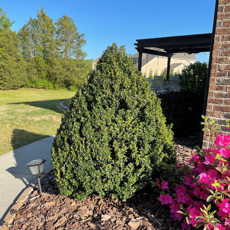 Expert Gardener Steeds Upright Japanese Holly (Ilex) Shrub (7