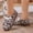 Pink, variant on YOUYEDIAN Loafers for Women Versatile Slip On Round Toe Casual Non Slip Lace-up Flats Fashion Leopard Print Comfy Walking Shoes