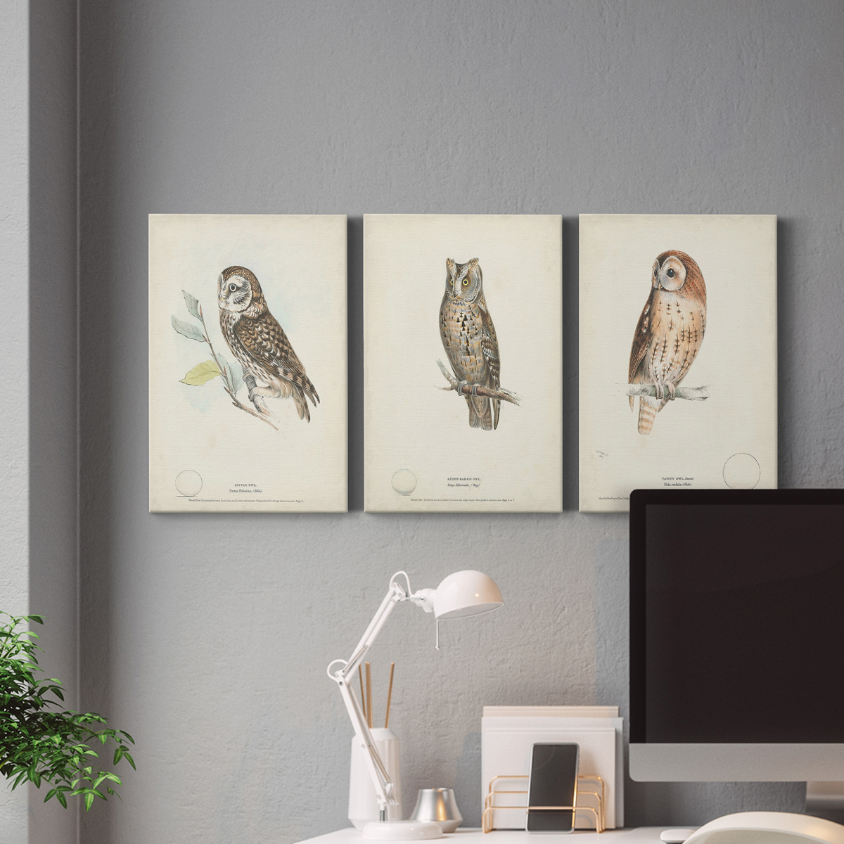 Little Owl Premium Gallery Wrapped Canvas - Ready to Hang - 8 x 12 Each