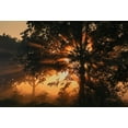 thumbnail image 2 of Schade, Peter 14x11 Gold Ornate Wood Framed with Double Matting Museum Art Print Titled - Burning tree, 2 of 4