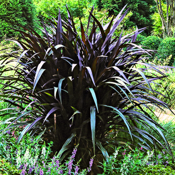 2 Ornamental Grass Plants - Black Fountain Grasses Live Plants Perennial - 5-9 Inc Tall - Live Grass Seedlings Indoor Outdoor