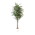 thumbnail image 1 of Ficus altissima, 59.8"H, 1 of 4
