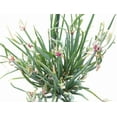 thumbnail image 2 of 5 Egyptian Walking Onion Plants for Planting, Tree Onion Egyptian Walking Tree Onions Plants 2 Year Old, 2 of 6