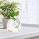 thumbnail image 1 of Greenadscape Acuario Transparente Multifuncional Para Casa Con Material Irrompible Y Compacto, 1 of 7