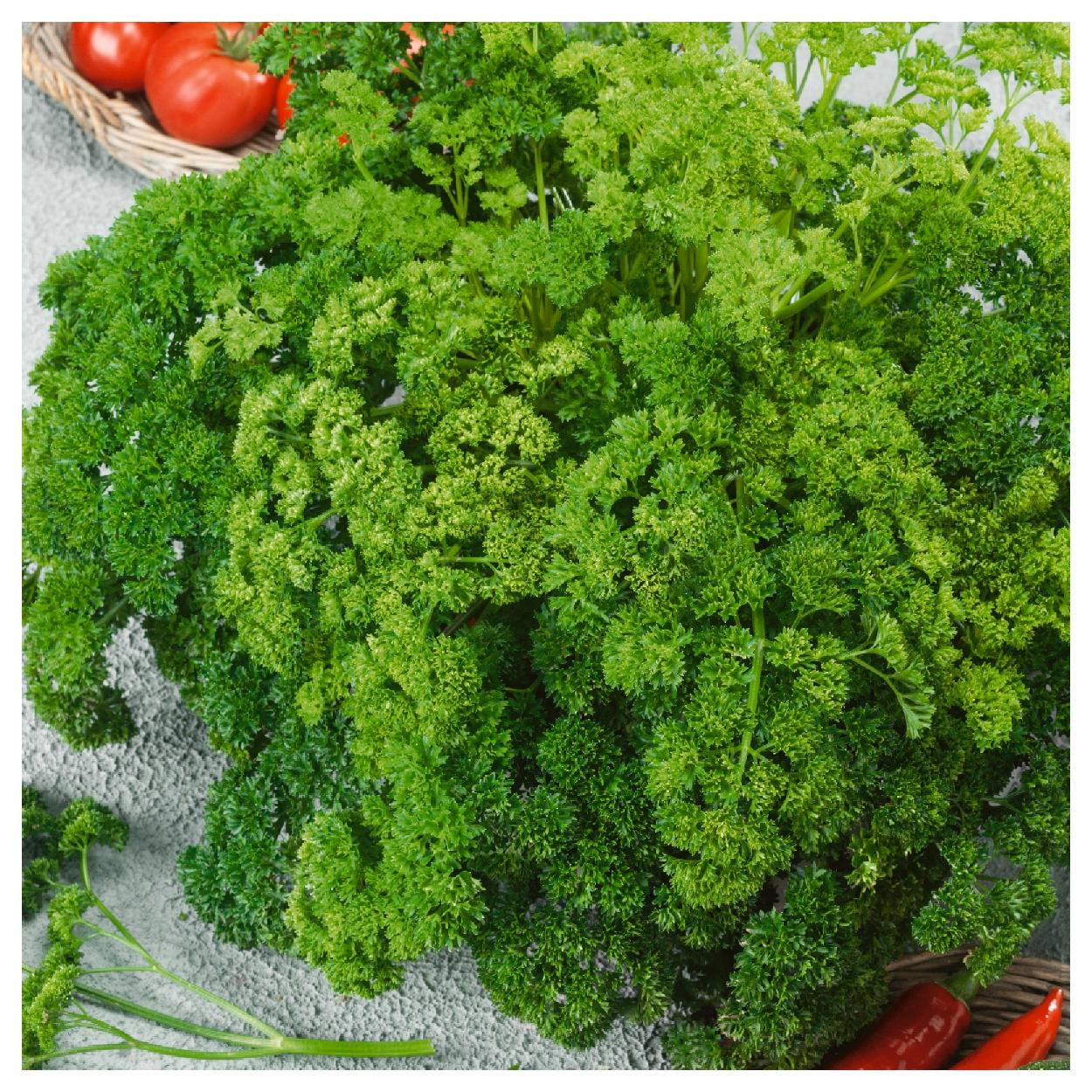 Everwilde Farms - 1 lb Organic Forest Green Parsley Seeds - Gold Vault Bulk Seed Packet