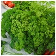 thumbnail image 2 of Everwilde Farms - 1 oz Forest Green Parsley Seeds - Gold Vault Bulk Seed Packet, 2 of 3