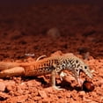 thumbnail image 2 of EeaseMX Almohadilla térmica para reptiles de 14 W, temperatura ajustable, para tortugas y lagartos, con enchufe europeo., 2 of 7