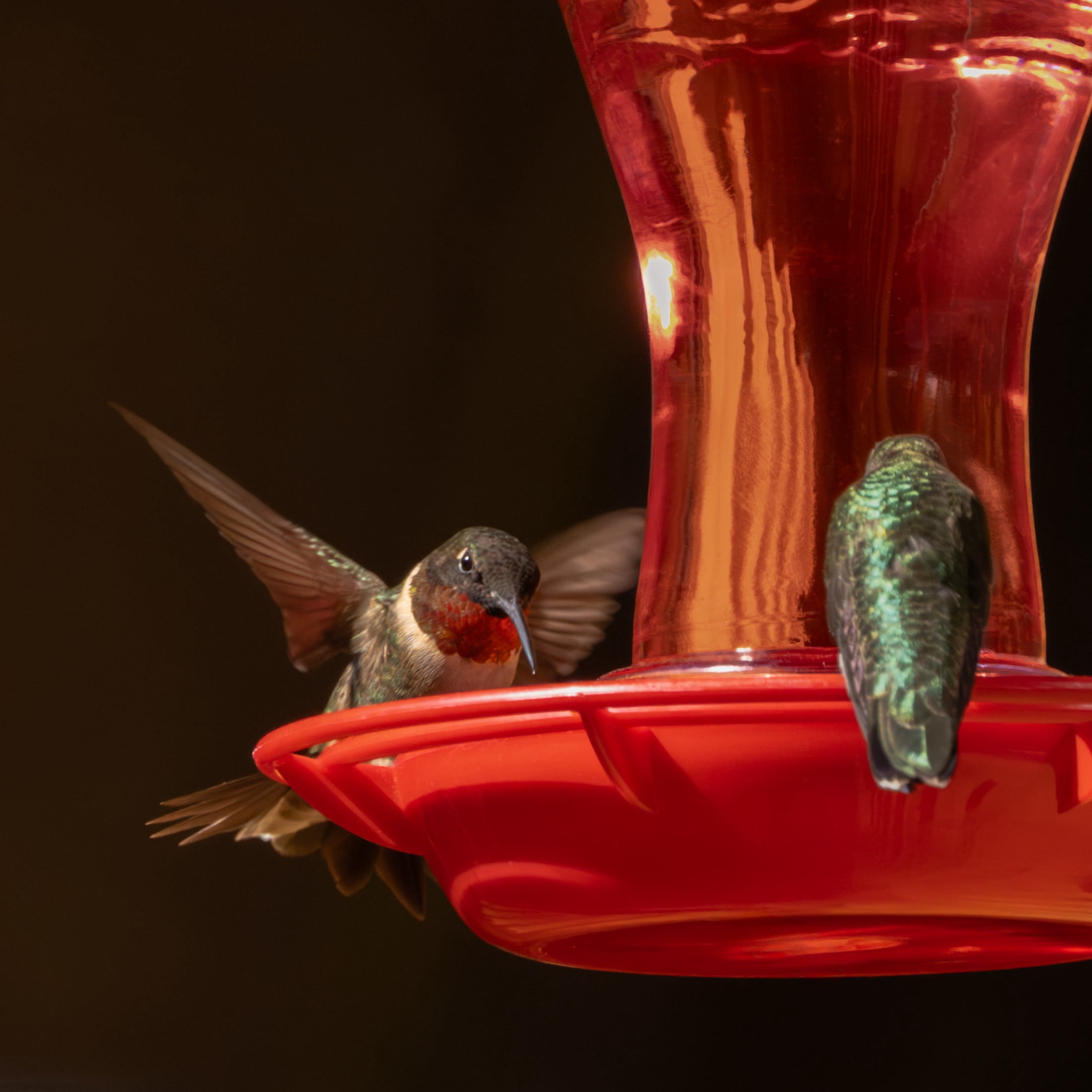 (3 pack) Pennington Ready-to-Use Ultra Hummingbird Nectar Food, No Artificial Dye, 64 fl oz Liquid, 1 Pack