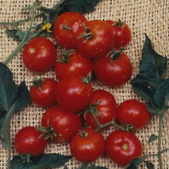 Organic Stupice Tomato Seeds - 300 Mg Packet ~84 Seeds - Non-GMO, Certified Organic, Heirloom - Vegetable Garden - Lycopersicon esculentum