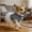 D!, variant on Dog Dress, Female Dog, With Leash Ring, Lady Dress For Dog, Elegant White Lace Dress For Kittens, Cat-Specific Pet Party Attire, Chihuahua, Yorkshire Terrier, Beagle Denim Skirt For Dog (Blue，Xs)
