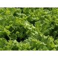 thumbnail image 2 of Maximum Slim Fat Burning Supergreens with 27 Natural nutrients for Maximum Energy and Maximum Health, 270 gm, 2 of 8