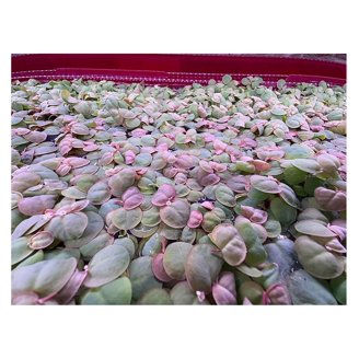 BUY 2 GET 1 FREE - Water Lettuce & Water Hyacinth Pond Plants | 4 Of Each | Floating Aquatic Plants