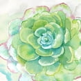 thumbnail image 2 of Coulter, Cynthia 15x15 White Modern Wood Framed Museum Art Print Titled - Sweet Succulents IV, 2 of 4