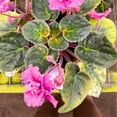 thumbnail image 4 of Amour Elite African Violet, 4 inch, Gesneriad Pink Flower Purple Splash Flush Variegated, 4 of 5