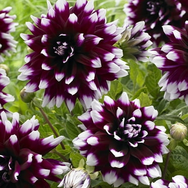 Van Zyverden Dahlias Mystery Day Set of 3 Bulbs Multicolor Full Sun Annual