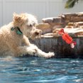 thumbnail image 2 of Tignapoo Durable Red Rubber Dog Chew Toy - Bone-Shaped Dental Cleaner for Anxiety Relief and Boredom Busting, 2 of 7