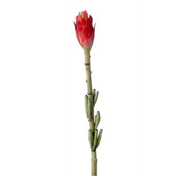 Distinctive Designs DW-412-RD DIY Flower 35 in. L Red Banana Bud Bloom - Pack of 6