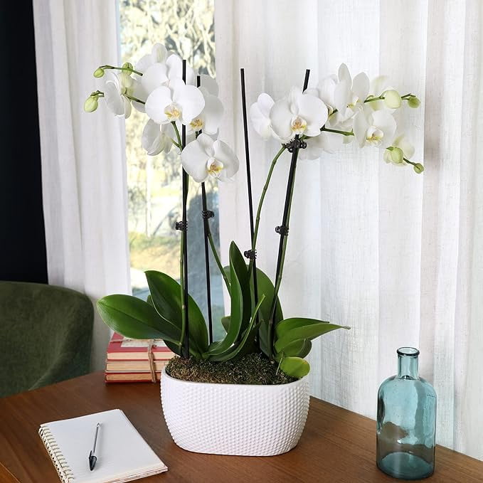 Just Add Ice 16-30" White and Yellow Premium Orchid Duo Live Plants in 10" White Dot Ceramic Planter, House Plant