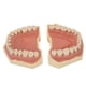 thumbnail image 5 of Modelo De Dientes Estándar Modelo De Enseñanza Dental Goma Blanda 32 Dientes Modelo De Dientes De Demostración Dental Para Laboratorio Clínica Niños Enseñanza Dental, 5 of 5