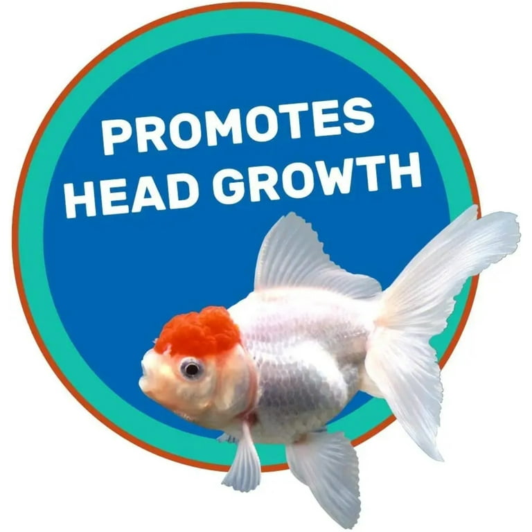 Best Food For Fancy Goldfish corona.dothome.co.kr