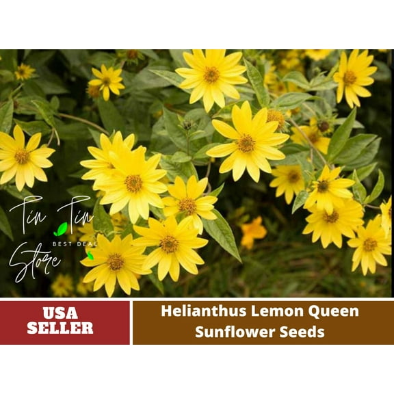 25  Seeds-Velvet Queen SunSeeds#E015-Authentic Seeds-Flowers-Seeds-Rose seeds-Herb seeds-Vegetable Seeds-Mix Seeds for Plant- B3G1