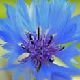 thumbnail image 3 of Royal Earl Grey Tea (Blue Flower) | 100 Cups | Fresh Cornflowers & Bergamot Oil | Traditional English Style | Delicious & Aromatic Ceylon Flavors | Collectible Gift Tube, 3 of 4
