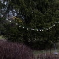 thumbnail image 4 of LumaBase Electric String Lights with 25 White Globe Bulbs, 4 of 5