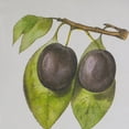 thumbnail image 3 of A&B Home Smithsonian - Assorted Fruit Framed Wall Art - Set of 2 - Black Frame - Green/Yellow, 3 of 5