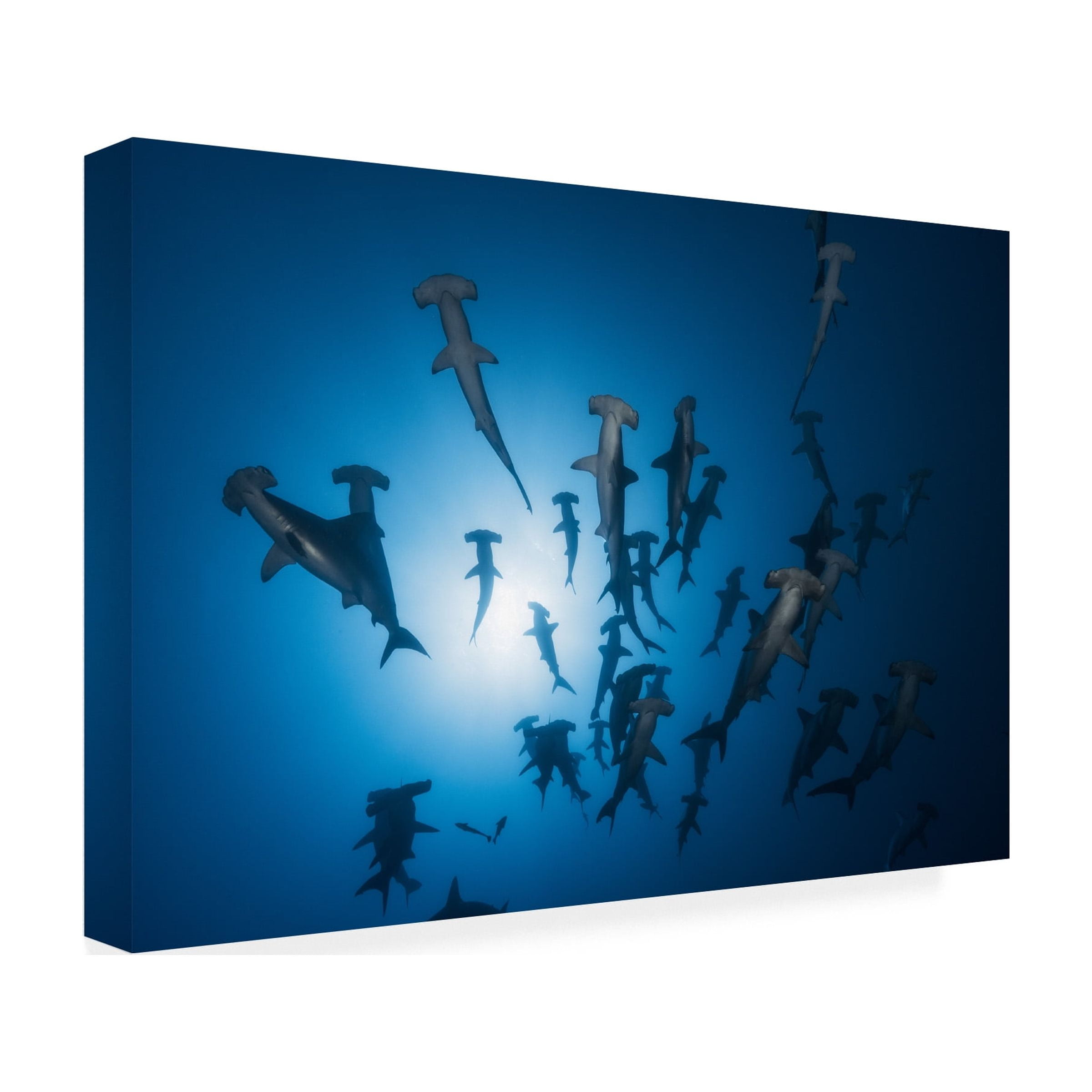 Canvas Wall Art - Barathieu Gabriel 'Hammerhead Shark - Underwater Photography' Wall Art for Living Room, Bedroom, or Office Décor by Trademark Fine Art - 24 x 16 Inches - 24x16