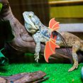 thumbnail image 1 of unbranded 1Jgo Arnés Para Mascotas Pequeñas Reptiles Con Correa Y Cómodo Para Exterior, 1 of 8