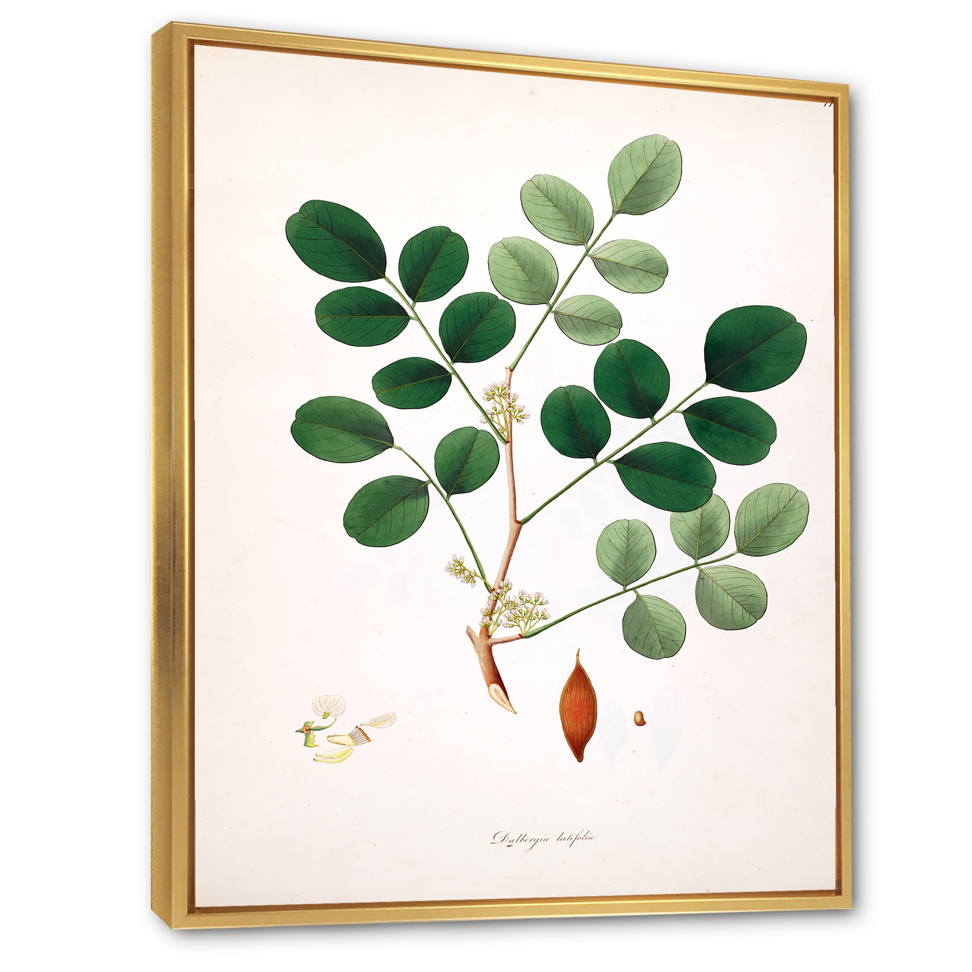 Designart 'Ancient Plant Life XI' Farmhouse Framed Canvas Wall Art Print