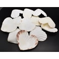 thumbnail image 3 of Set of 12 Heart Shaped White Scallop Shells (4") Beach Crafts Coastal Decorating, 3 of 3