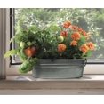 thumbnail image 4 of Kit de Cultivo BUZZY Mi Primer Jardín Tomate y Caléndula para Interior, 4 of 6