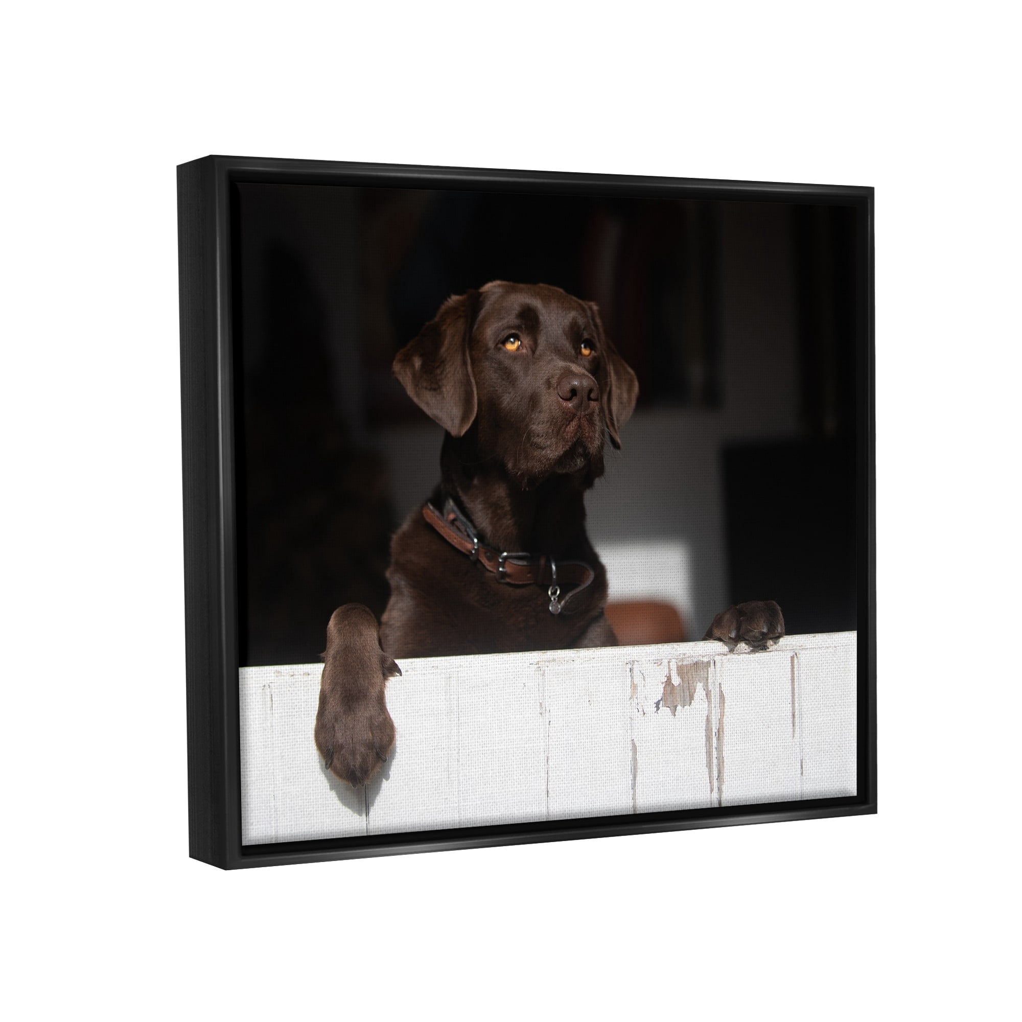 Stupell Industries Labrador Dog Overlooking Farm Leaning Barn Door Photograph Jet Black Floating Framed Canvas Print Wall Art, Design by James Dobson
