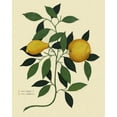 thumbnail image 2 of Lavoie, Tina 26x32 White Modern Wood Framed Museum Art Print Titled - Italian Botanical Lemon Illustration 1650, 2 of 4