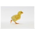 thumbnail image 1 of Great BIG Canvas | "Baby Chicken" Art Print - 24x16, 1 of 4