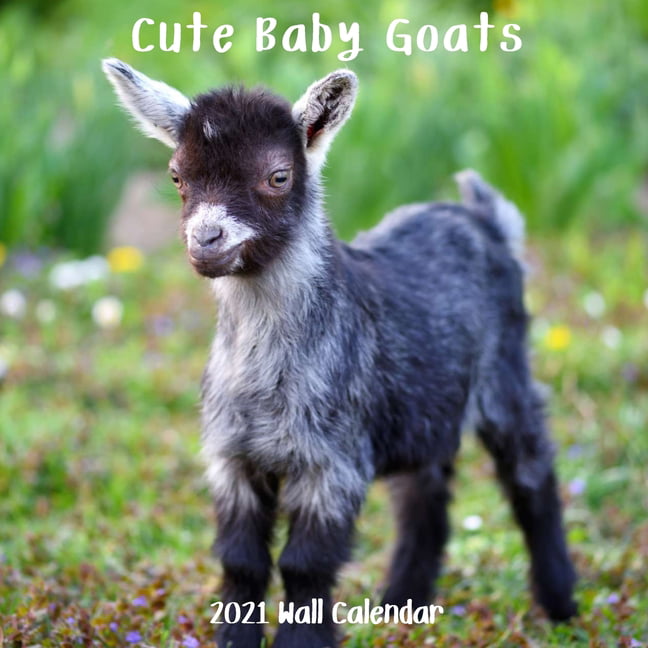 2021 Baby Goats Wall Calendar by Bright Day Cute Farm Animal 12 x 12 Inch