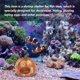 thumbnail image 4 of BESTYASH Resina De Calabaza Para Acuario Pecera Con Cueva Para Y Camarón, 4 of 8