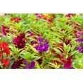 thumbnail image 6 of 100 Mixed Dwarf TOM THUMB IMPATIENS Balsamina - Sun or Shade - Double Purple, Red, White, Pink, & Orange Flower Seeds, 6 of 11