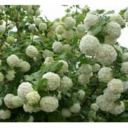 Eastern Snowball Viburnum - Live Plant - ( 2.5 QT ) - Snowball Bush