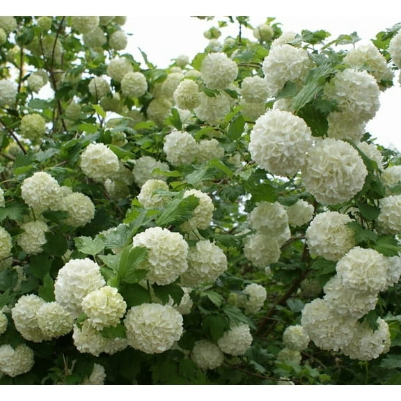 Eastern Snowball Viburnum - Live Plant - ( 2.5 QT ) - Snowball Bush